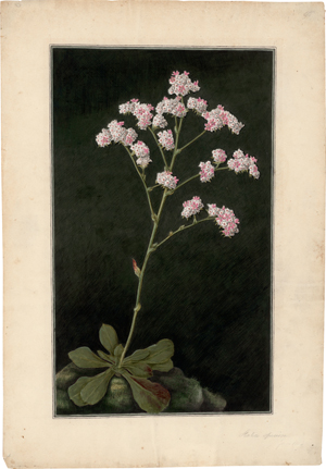 Lot 6725, Auction  117, Französisch, 1802. Strandflieder (Limonium)