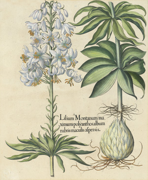 Lot 386, Auction  118, Besler, Basilius, Lilium Montanumma maximum polyanthos album rubris 