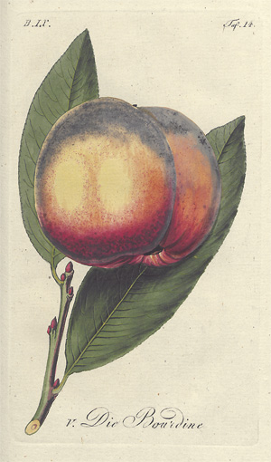 Lot 422, Auction  118, Sickler, Johann Volkmar, Der teutsche Obstgärtner