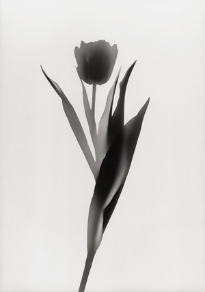 Lot 4283, Auction  118, Neusüss, Floris M., Flower photograms