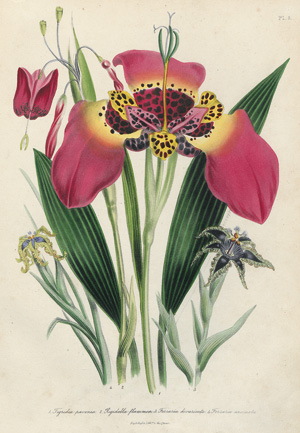 Lot 342, Auction  119, Loudon, Jane, The ladies' flower-garden of ornamental bulbous plants