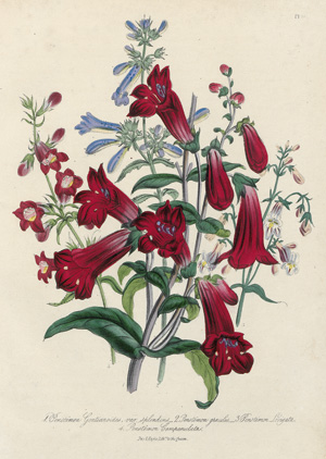 Lot 343, Auction  119, Loudon, Jane, The ladies' flower garden of ornamental perennials