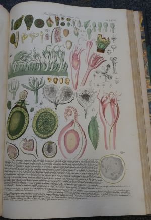 Los 351 - Trew, Christoph Jakob - Plantae selectae quarum imagines - 25 - thumb