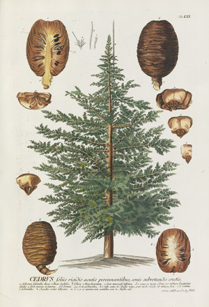 Los 351 - Trew, Christoph Jakob - Plantae selectae quarum imagines - 5 - thumb