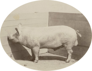 Lot 4077, Auction  119, Schwartz, Friedrich Albert, Prize-winning animals of the German Agricultural Society fairs