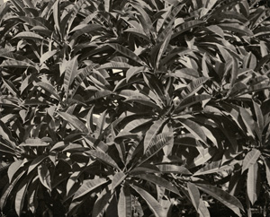 Lot 4189, Auction  119, Landauer, Lou, Plant leaves