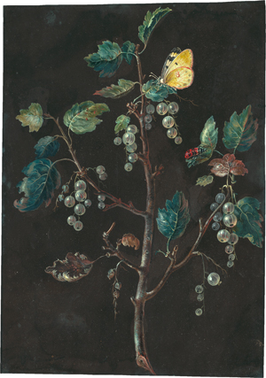 Lot 6385, Auction  119, Dietzsch, Barbara Regina - zugeschrieben, Weiße Johannisbeeren mit Kohlweißling und Käfer