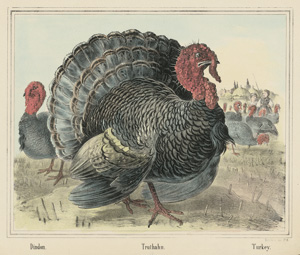 Lot 441, Auction  120, Sammlung von 27 (18 koloriert) lithographischen Tafeln, mit verschiedenen Tierdarstellungen