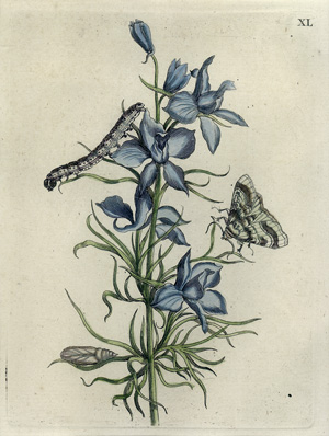 Lot 443, Auction  120, Merian, Maria Sibylla, 2 in der Platte nummerierte und kolorierte Kupfertafeln  aus "Der Raupen wunderbare Verwandlung und sonderbare Blumennahrung"