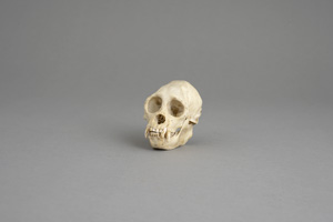 Lot 1626, Auction  120, Simia cranium, Schädel eines Kleinaffen. Ca. 11 x 8,5 x 6 cm. Um 1920.