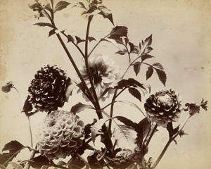 Lot 4008, Auction  120, Braun, Adolphe, Chrysanthemums