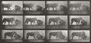 Lot 4048, Auction  121, Muybridge, Eadweard, Lions