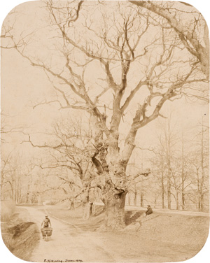 Lot 4073, Auction  121, Völkerling, Gustav, Dessauer Eichen (Oaks in Dessau)