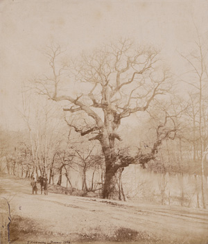 Lot 4074, Auction  121, Völkerling, Gustav, Dessauer Eichen (Oaks in Dessau)