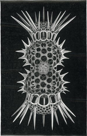 Lot 7527, Auction  121, Fioratti Loreto, Arianna, Radiolaria