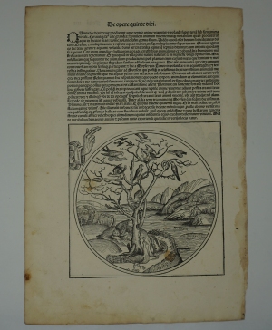Los 1026 - Schedel, Hartmann - Umfangreiches Fragment mit der Schöpfungsgeschichte aus dem  "Liber chronicarum" - 18 - thumb