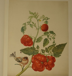 Los 1139 - Merian, Maria Sibylla - Leningrader Aquarelle - 0 - thumb