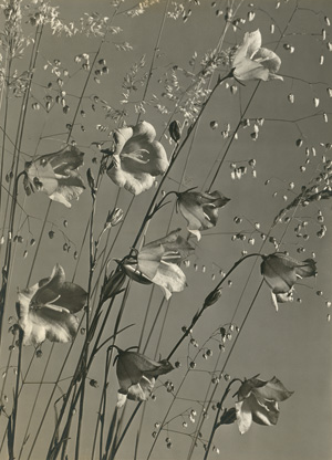 Lot 4092, Auction  122, Baur, Max, Campanula with grass