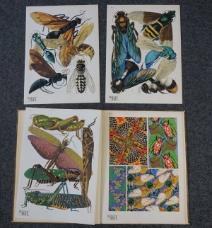 Los 3674 - Seguy, Eugène Alain - Insectes. Vingt planches en phototypie  - 4 - thumb
