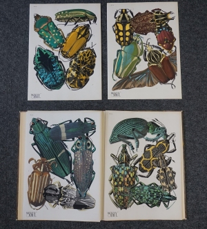 Los 3674 - Seguy, Eugène Alain - Insectes. Vingt planches en phototypie  - 6 - thumb