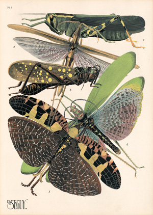 Los 3674 - Seguy, Eugène Alain - Insectes. Vingt planches en phototypie  - 1 - thumb