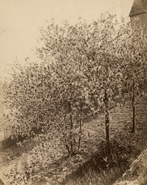 Lot 4043, Auction  123, Kotzsch, August, Kotzschhausecke (cherry blossom trees)