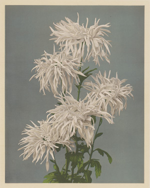 Lot 4056, Auction  123, Ogawa, Kazumasa, Japanese Flower Studies
