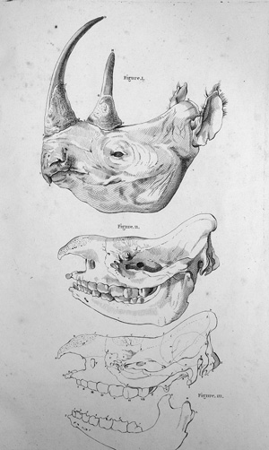 Lot 307, Auction  125, Camper, Petrus, Planches pour les oeuvres. Paris, H. J. Jansen, 1803. - Tafelband