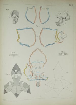 Los 329 - Welcker, Hermann - Untersuchungen über Wachsthum und Bau des menschlichen Schädels. Leipzig, Engelmann, 1862 - 9 - thumb