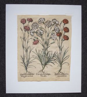 Los 351 - Besler, Basilius - Hortus Eystettensis. Nürnberg, Hortus Eystettensis, 1640. - Sammlung von 8 Kupferstichen - 1 - thumb