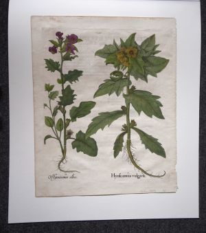 Los 351 - Besler, Basilius - Hortus Eystettensis. Nürnberg, Hortus Eystettensis, 1640. - Sammlung von 8 Kupferstichen - 3 - thumb