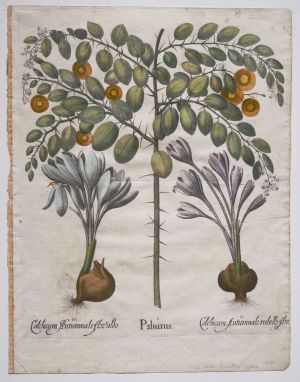 Los 351 - Besler, Basilius - Hortus Eystettensis. Nürnberg, Hortus Eystettensis, 1640. - Sammlung von 8 Kupferstichen - 4 - thumb