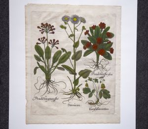 Los 351 - Besler, Basilius - Hortus Eystettensis. Nürnberg, Hortus Eystettensis, 1640. - Sammlung von 8 Kupferstichen - 5 - thumb