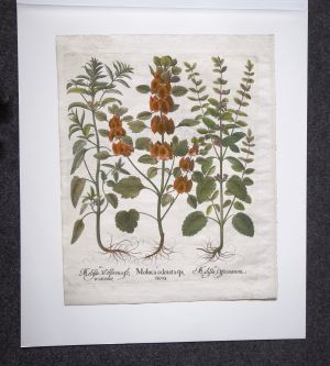 Los 351 - Besler, Basilius - Hortus Eystettensis. Nürnberg, Hortus Eystettensis, 1640. - Sammlung von 8 Kupferstichen - 6 - thumb