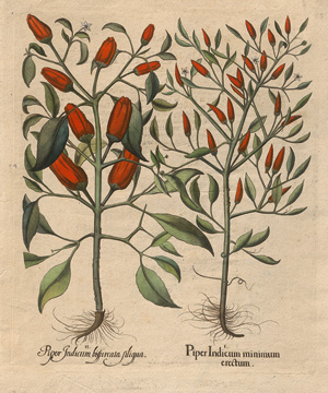 Lot 351, Auction  125, Besler, Basilius, Hortus Eystettensis. Nürnberg, Hortus Eystettensis, 1640. - Sammlung von 8 Kupferstichen