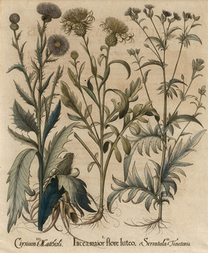 Lot 352, Auction  125, Besler, Basilius, Iacea maior flore luteo. Nürnberg, H. Eystettensis, 1640