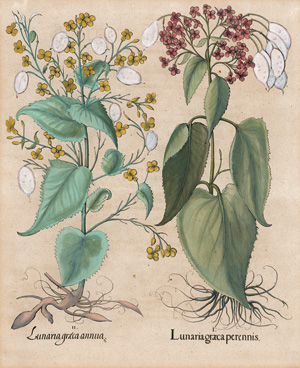 Lot 353, Auction  125, Besler, Basilius, Lunaria graeca perennis. Eichstätt und Nürnberg, Besler, 1613 oder später
