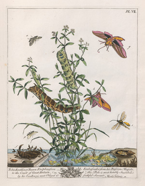 Harris, Moses, Le Aurelien: ou histoire naturelle des insectes anglois. London, J. Robson 1778. - Erste französische Ausgabe im prachtvollen zeitgenössischen Kolorit