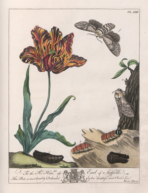 Los 360 - Harris, Moses - Le Aurelien: ou histoire naturelle des insectes anglois. London, J. Robson 1778. - Erste französische Ausgabe im prachtvollen zeitgenössischen Kolorit - 1 - thumb