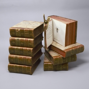 Los 365 - Panzer, Georg Wolfgang Franz - Faunae insectorum Germanicae initia oder Deutschlands Insecten. Nürnberg, Felsecker, 1793-1799 - 2 - thumb