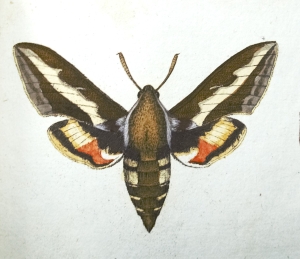 Los 365 - Panzer, Georg Wolfgang Franz - Faunae insectorum Germanicae initia oder Deutschlands Insecten. Nürnberg, Felsecker, 1793-1799 - 4 - thumb
