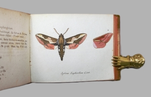 Los 365 - Panzer, Georg Wolfgang Franz - Faunae insectorum Germanicae initia oder Deutschlands Insecten. Nürnberg, Felsecker, 1793-1799 - 5 - thumb