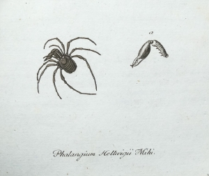 Los 365 - Panzer, Georg Wolfgang Franz - Faunae insectorum Germanicae initia oder Deutschlands Insecten. Nürnberg, Felsecker, 1793-1799 - 6 - thumb