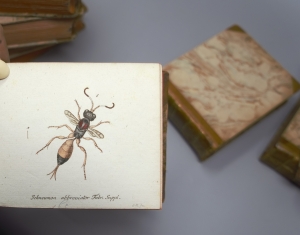 Los 365 - Panzer, Georg Wolfgang Franz - Faunae insectorum Germanicae initia oder Deutschlands Insecten. Nürnberg, Felsecker, 1793-1799 - 8 - thumb