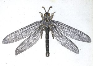 Los 365 - Panzer, Georg Wolfgang Franz - Faunae insectorum Germanicae initia oder Deutschlands Insecten. Nürnberg, Felsecker, 1793-1799 - 12 - thumb