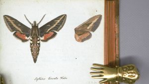 Los 365 - Panzer, Georg Wolfgang Franz - Faunae insectorum Germanicae initia oder Deutschlands Insecten. Nürnberg, Felsecker, 1793-1799 - 13 - thumb