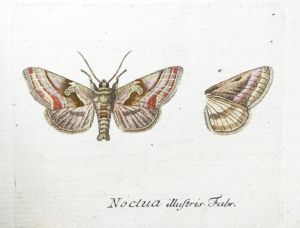 Los 365 - Panzer, Georg Wolfgang Franz - Faunae insectorum Germanicae initia oder Deutschlands Insecten. Nürnberg, Felsecker, 1793-1799 - 15 - thumb