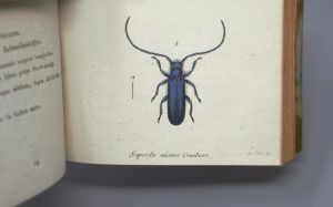 Los 365 - Panzer, Georg Wolfgang Franz - Faunae insectorum Germanicae initia oder Deutschlands Insecten. Nürnberg, Felsecker, 1793-1799 - 20 - thumb
