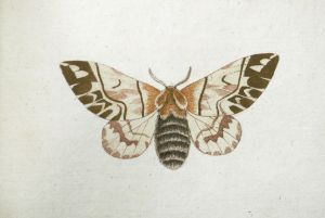 Los 365 - Panzer, Georg Wolfgang Franz - Faunae insectorum Germanicae initia oder Deutschlands Insecten. Nürnberg, Felsecker, 1793-1799 - 21 - thumb