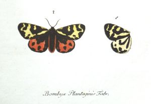Los 365 - Panzer, Georg Wolfgang Franz - Faunae insectorum Germanicae initia oder Deutschlands Insecten. Nürnberg, Felsecker, 1793-1799 - 22 - thumb